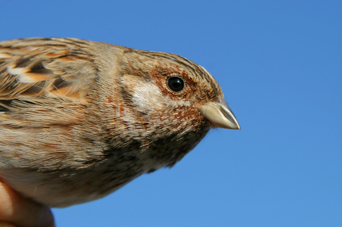 Zigolo golarossa (Emberiza leucocephalos)